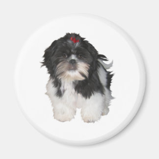 シッツー シーズー 子犬 マグネット