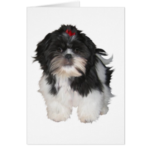 シッツー シートゥー 子犬 (正面)