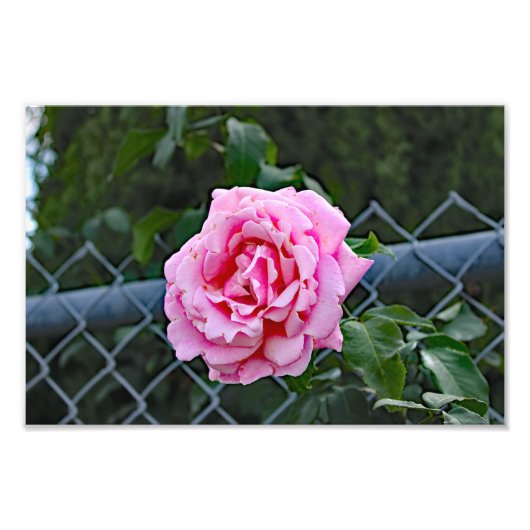 シティテラス フォトプリント            (正面)