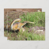 シティパティ – 恐竜学のカード ポストカード (正面/裏面)