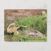 シティパティ – 恐竜学のカード ポストカード (裏面)