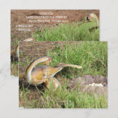 シティパティ – 恐竜学のカード ポストカード (正面/裏面)