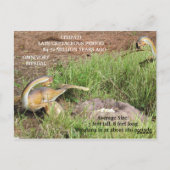 シティパティ – 恐竜学のカード ポストカード (裏面)