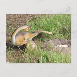 シティパティ – 恐竜学のカード ポストカード