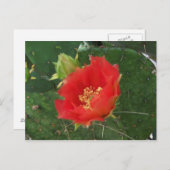 シティーサボテン3 ポストカード (正面/裏面)