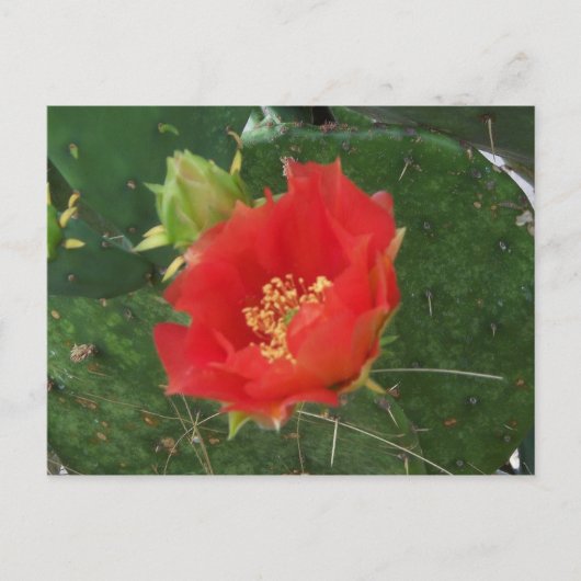 シティーサボテン3 ポストカード (正面)