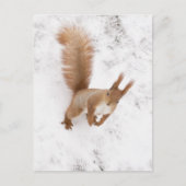 シティーリス ポストカード (正面)