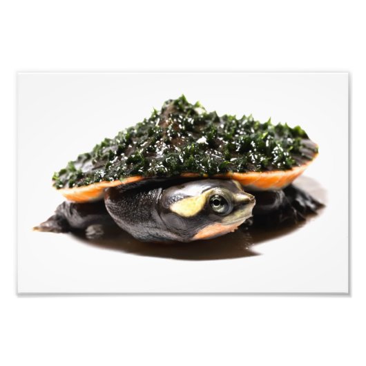 シデネックウミガメ フォトプリント            (正面)