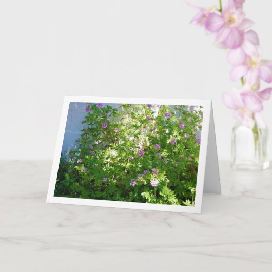 シトロネラフローラ カード (蘭)