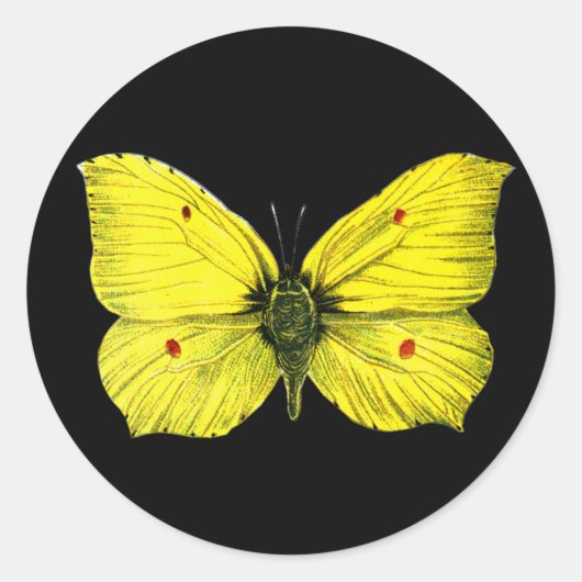 シトロンのめだか ラウンドシール (正面)