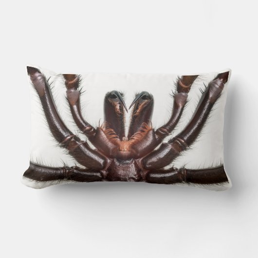 シドニーの漏斗くもの巣のくも ランバークッション (正面)