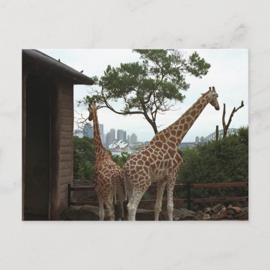 シドニーオペラハウスポストカード ポストカード (正面)