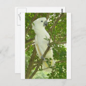 シドニーコカトー ポストカード (正面/裏面)