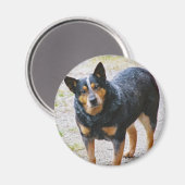 シドニーザブルーヒーラー マグネット (正面/裏面)