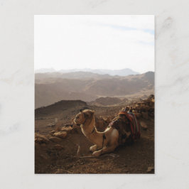 シナイ山のラクダ ポストカード