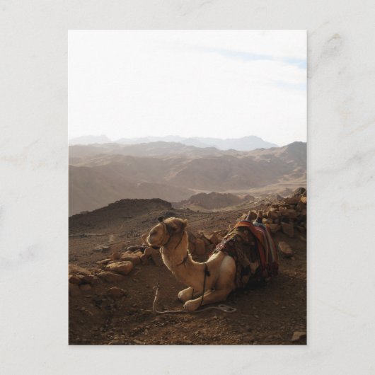 シナイ山のラクダ ポストカード (正面)