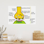 シナプス図で神経信号を送る方法 ポスター (キッチン)