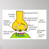 シナプス図で神経信号を送る方法 ポスター (正面)