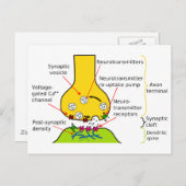 シナプス図で神経信号を送る方法 ポストカード (正面/裏面)