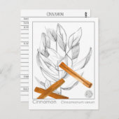 シナモンスパイスマテリアメディカモノグラフハーブ ポストカード (正面/裏面)
