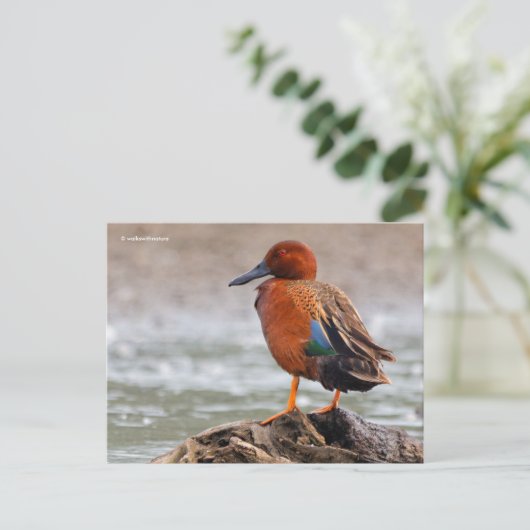 シナモンティール(緑がかった色)アヒルが振り返る ポストカード (スタンド正面)