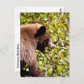 シナモンブラックベア ポストカード (正面/裏面)