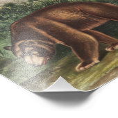 シナモンベア(Ursus Americanus var.シナモン) フォトプリント (角)