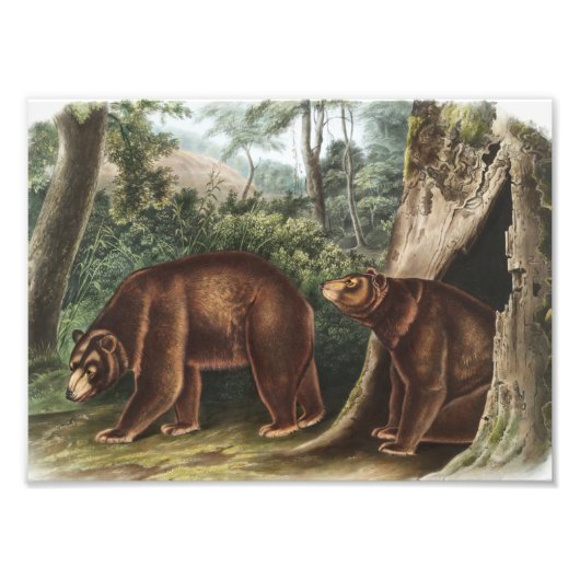 シナモンベア(Ursus Americanus var.シナモン) フォトプリント (正面)