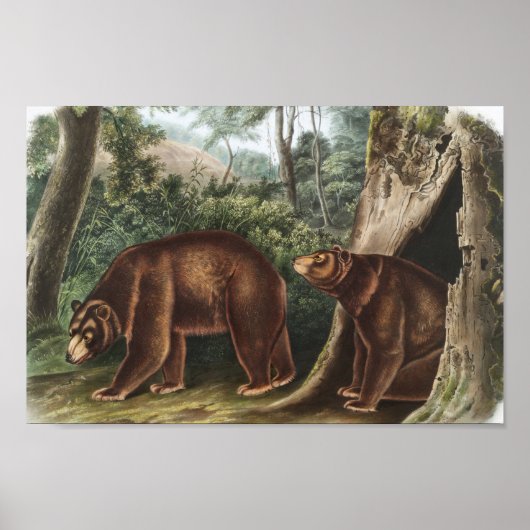 シナモンベア(Ursus Americanus var.シナモン) ポスター (正面)