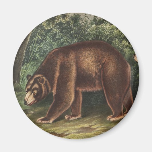 シナモンベア(Ursus Americanus var.シナモン) マグネット (正面)