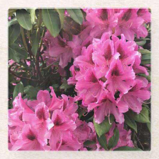 シナモンマツ(Cynthia Rhododendrons、オレゴン州) ガラスコースター (正面)