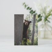 シナモン熊 ポストカード (スタンド正面)