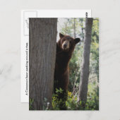 シナモン熊 ポストカード (正面/裏面)