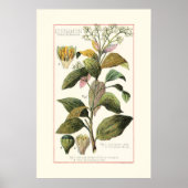 シナモン - ヴィンテージ植物画イラスト ポスター (正面)