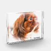 シナ犬 フォトブロック (左)