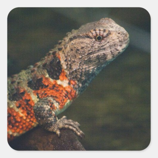 シノザウルス スクエアシール (正面)