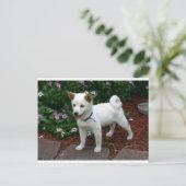 シバ・イヌ・クリーム・ポップ ポストカード (スタンド正面)