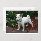 シバ・イヌ・クリーム・ポップ ポストカード (正面/裏面)