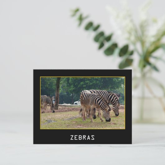 シブラス ポストカード (スタンド正面)