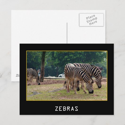 シブラス ポストカード (正面/裏面)