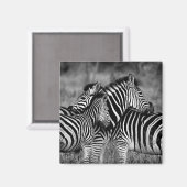 シブラス マグネット (正面/裏面)