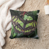 シプロエタ・ステレネス クッション (ブランケット)