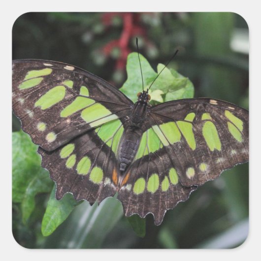 シプロエタ・ステレネス スクエアシール (正面)