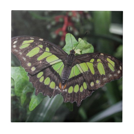 シプロエタ・ステレネス タイル (正面)