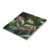 シプロエタ・ステレネス タイル (側面)