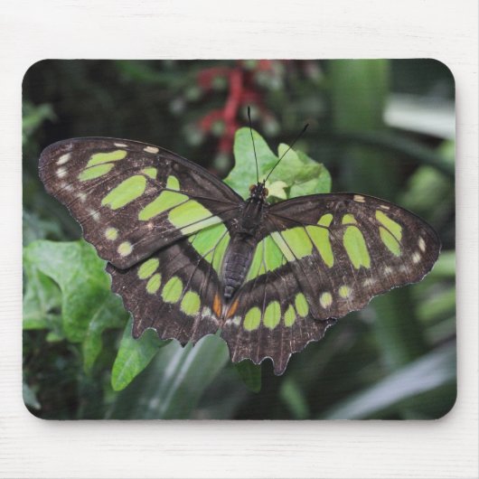 シプロエタ・ステレネス マウスパッド (正面)