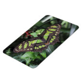 シプロエタ・ステレネス マグネット (左側)