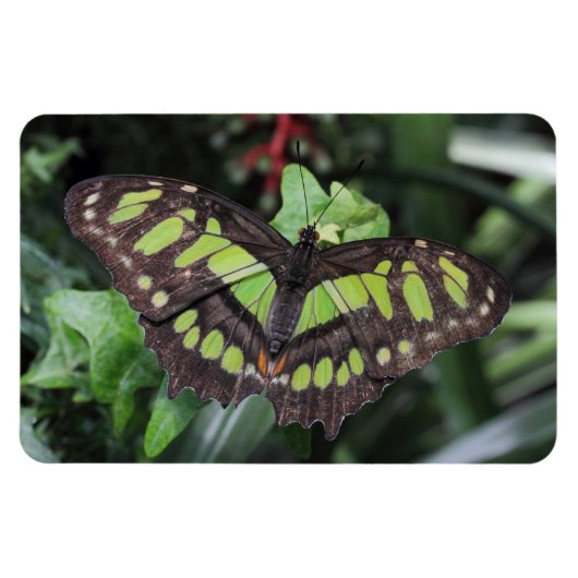 シプロエタ・ステレネス マグネット (横)