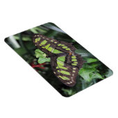 シプロエタ・ステレネス マグネット (右側)