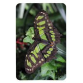 シプロエタ・ステレネス マグネット (縦)